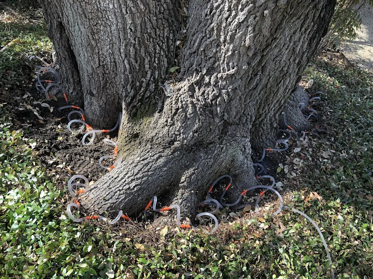 Detailed Tree Cabling and Bracing job site in Browder